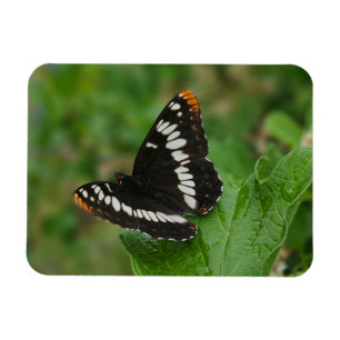 Flexible Papillon sur Snowball bush Magnet