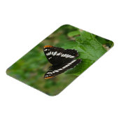 Flexible Papillon sur Snowball bush Magnet (Côté Gauche)