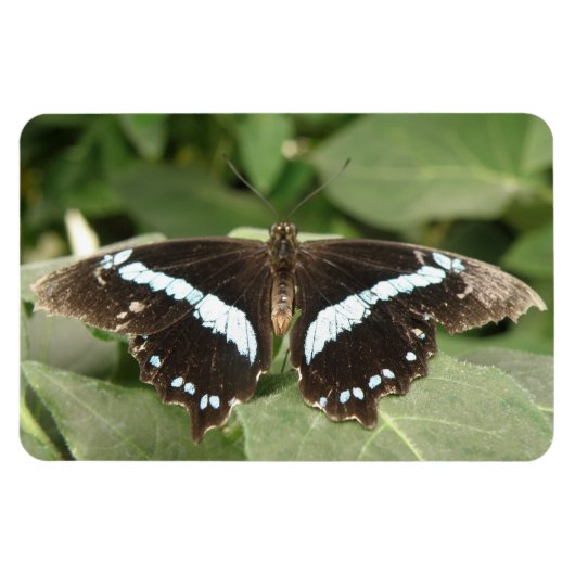 Flexible Papillon tropical noir et blanc Magnet Flexi (Horizontal)