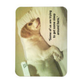 Flexible Photo beagle "Essayer de dormir" Magnet 3x4 (Vertical)