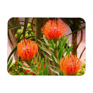 Flexible Pincushion Tango #1 Magnet