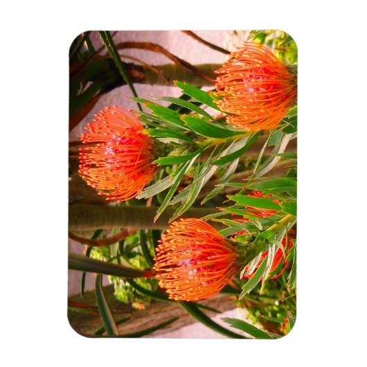 Flexible Pincushion Tango #1 Magnet (Vertical)