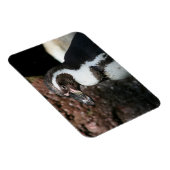 Flexible Pingouin Premium Magnet (Côté Droit)