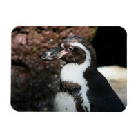 Pingouin Premium Magnet