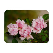 Flexible Pink Albertine Magnet Rose (Horizontal)