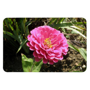Flexible Pink Zinnia Premium Magnet