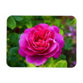 Flexible Princesse Anne Rose #1 Magnet (Horizontal)
