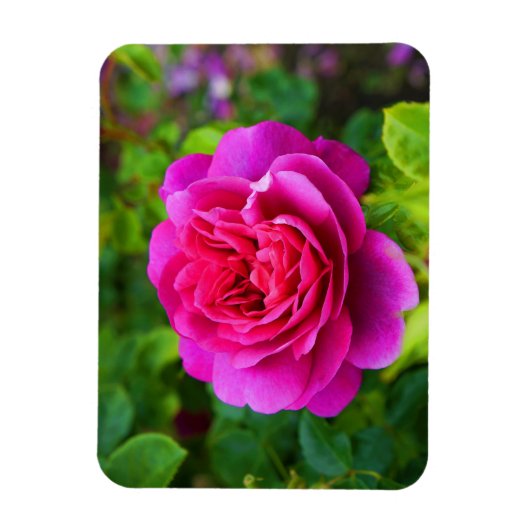 Flexible Princesse Anne Rose #1 Magnet (Vertical)