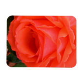 Flexible Rose Rouge de l'Été - Magnet (Horizontal)