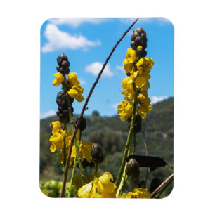 Flexible Senna / Cassia Été Fleurs Jaunes Magnet