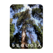 Flexible Sequoia Kings Canyon Magnet (Vertical)