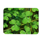 Flexible Shamrock vert Saint Patrick's Day Flexi Magnet (Horizontal)