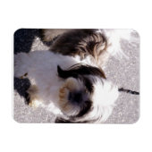 Flexible Shih Tsu Puppy Premium Magnet (Horizontal)