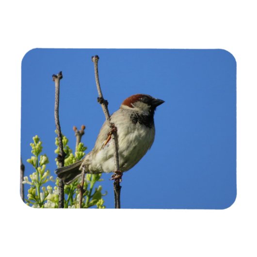 Flexible Sparrow maison sur Lilacs Magnet (Horizontal)