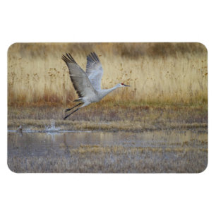 Flexible Venez voler avec moi Sandhill Crane Magnet