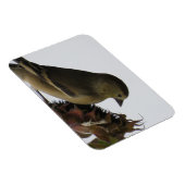 Flexible Vers Le Bas, Tournesol Mangeant Goldfinch Magnet (Côté Droit)