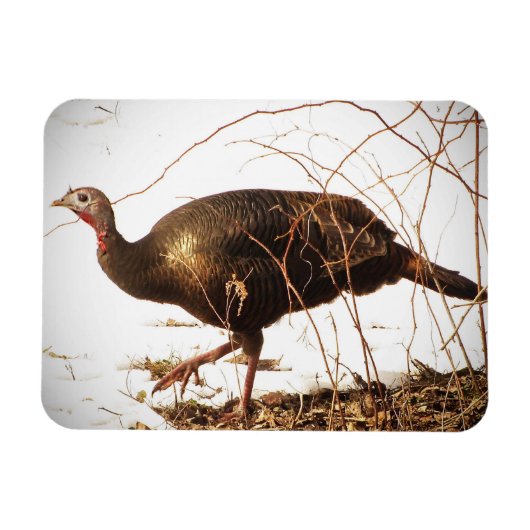 Flexible Wild Turkey Magnet (Horizontal)