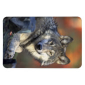 Flexible Wolf Magnet (Horizontal)