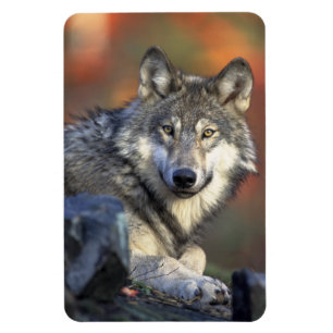 Flexible Wolf Magnet
