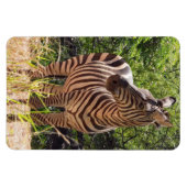 Flexible Zebra Photo Magnet (Horizontal)