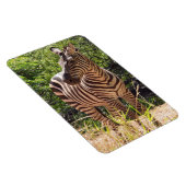 Flexible Zebra Photo Magnet (Côté Droit)