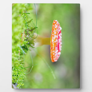Fliegenpilz Fotoplaat