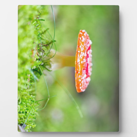 Fliegenpilz Fotoplaat (Voorkant)