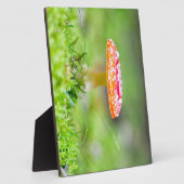 Fliegenpilz Fotoplaat (Zijkant)