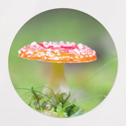 Fliegenpilz Labels (Design 1)