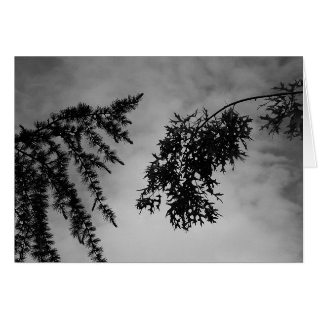 Fliratie (Voorkant Horizontaal)