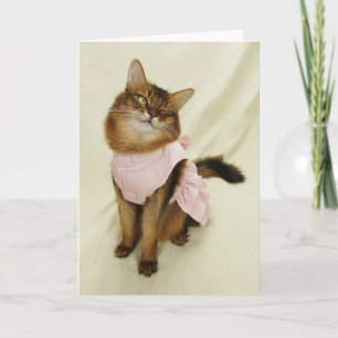 Flirterige Kat Somalische Kat Kaart