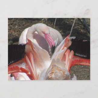 Flits me! briefkaart