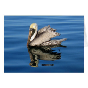 Floating Pelican