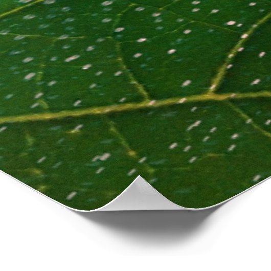 Flor da morte poster (Hoek)