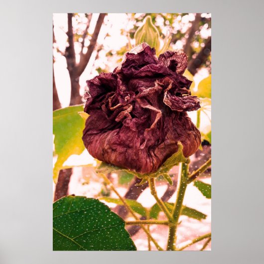 Flor da morte poster (Voorkant)