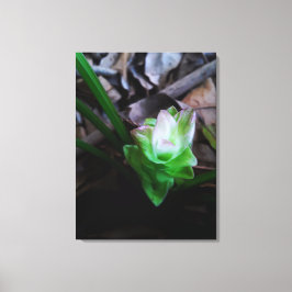 flor de açafrão da terra canvas afdruk