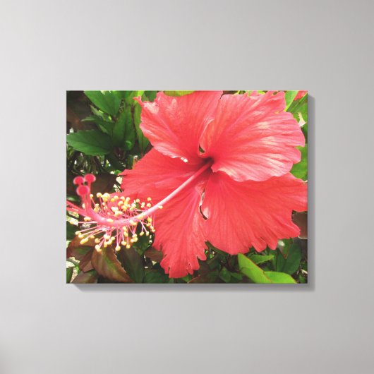 Flor de Amapola Canvas Afdruk (Voorkant)