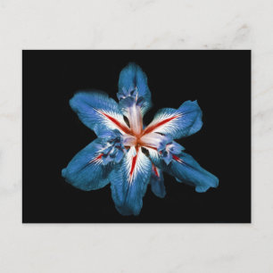 "Flor de la Mar" — Briefkaart