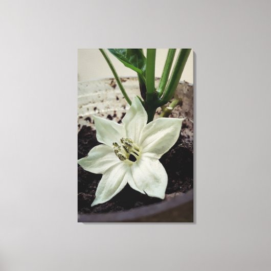 flor de pimentão canvas afdruk (Voorkant)