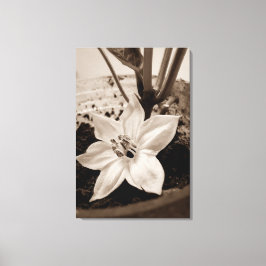 flor de pimentão - old canvas afdruk