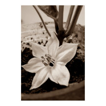 flor de pimentão - old