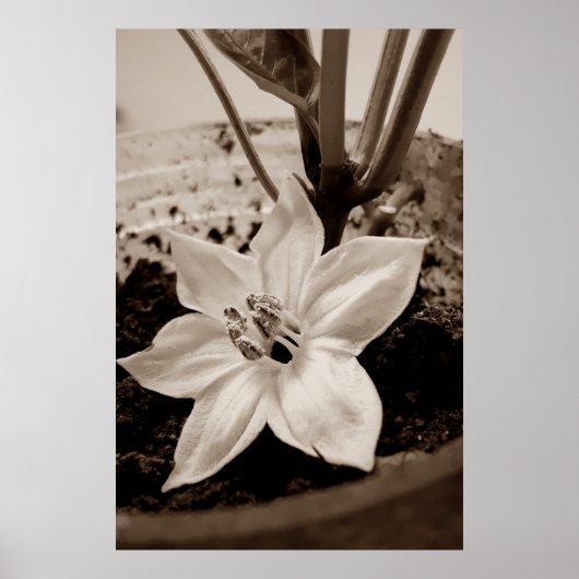 flor de pimentão - old poster (Voorkant)