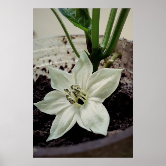 flor de pimentão poster (Voorkant)