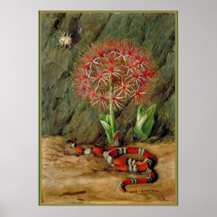Flor Imperiale Coral Snake en Spider Poster
