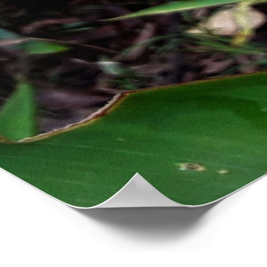 flor laranjada poster (Hoek)