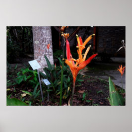 flor laranjada poster