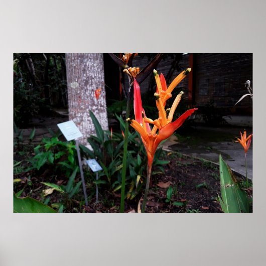 flor laranjada poster (Voorkant)