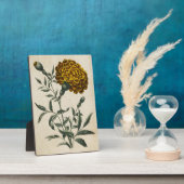  flora Afrikaanse marigold Fotoplaat (Zijkant)