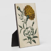  flora Afrikaanse marigold Fotoplaat (Zijkant)