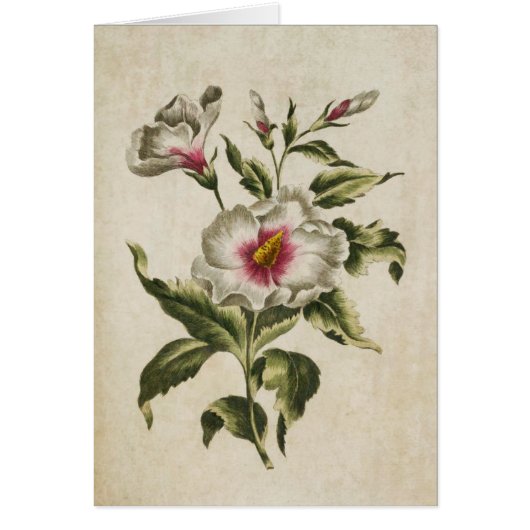 flora Althea Frutex (Voorkant)